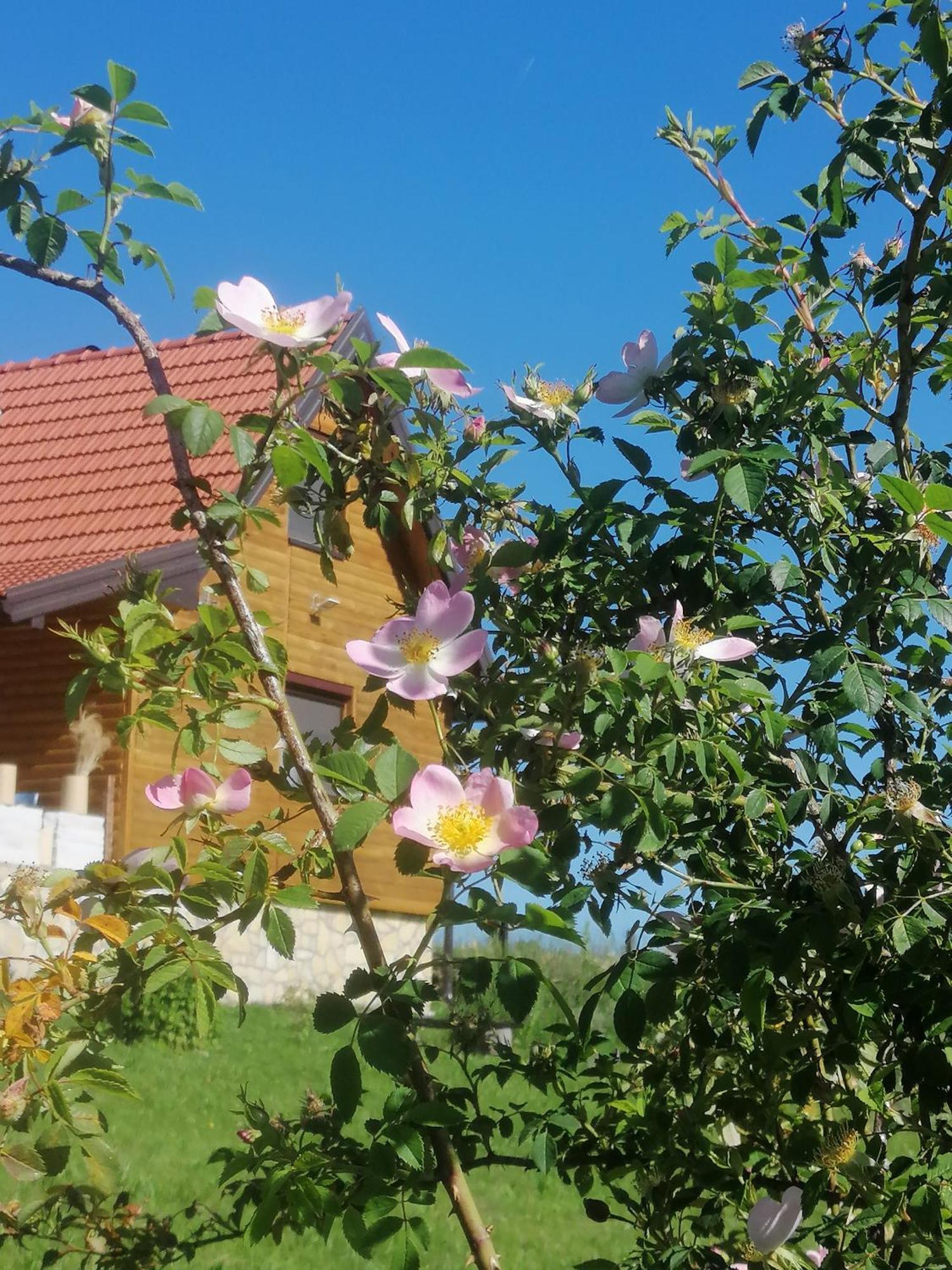 Tarin Zov Apartment Kaludjerske Bare Luaran gambar